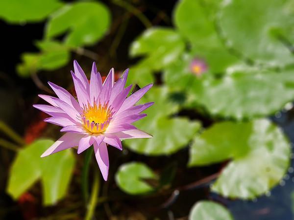 三星note8好还是s8好,三星note8选哪个颜色好呢