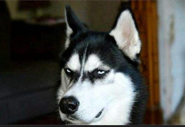 不听话怎么训狗狗它才听话,狗狗不听话就要好好打一顿