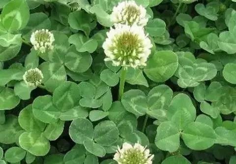 野菜对身体有什么好处,10种野菜的惊人功效