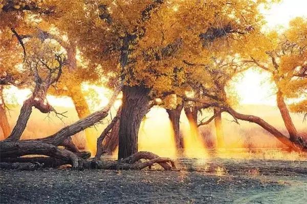 三千年的情缘,三千年的企盼只为这一季的金秋(附攻略)