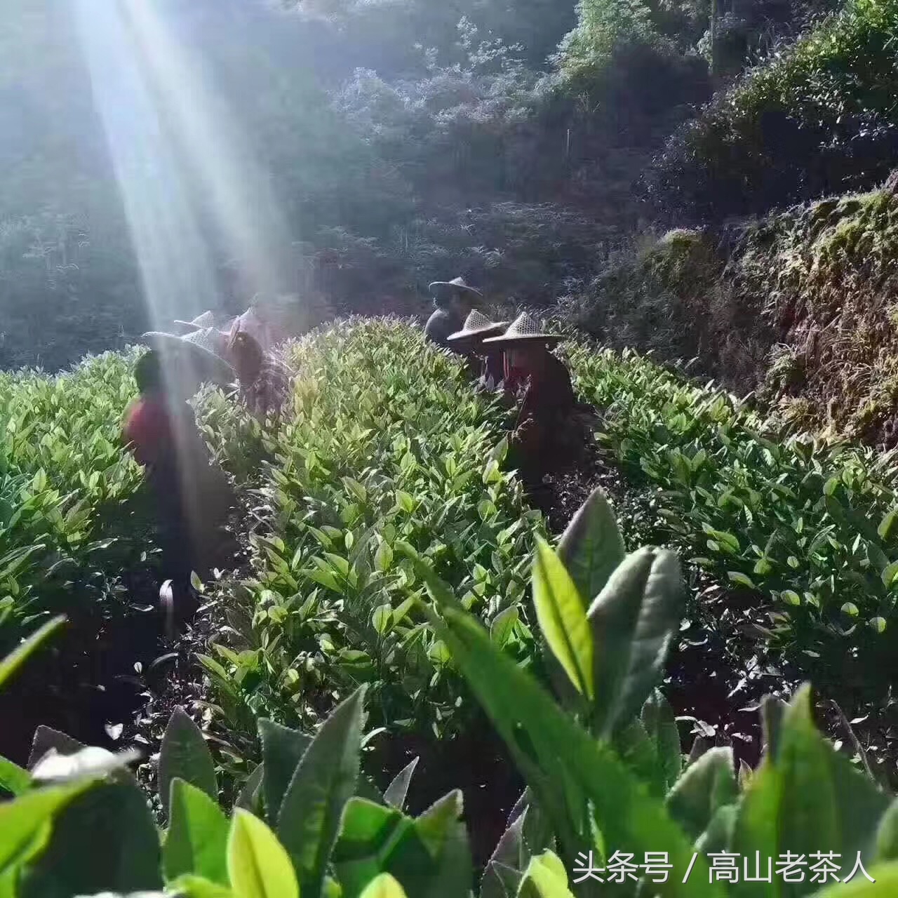 安溪是个怎样的存在，带你走近魅力安溪，走进铁观音