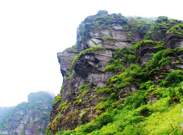 天天有人去山上采蘑菇,每天来观看的游客上万人