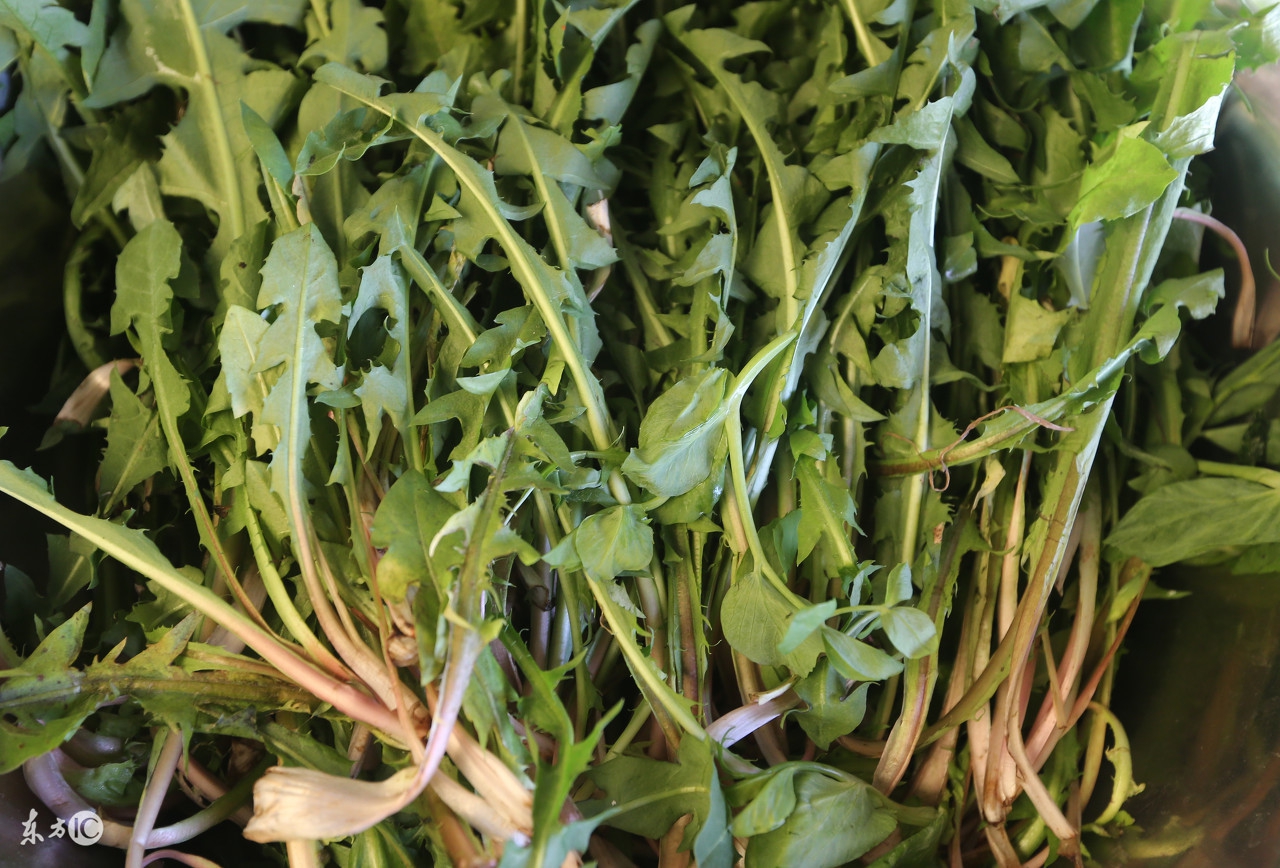 胆囊炎最怕一种野菜,农村什么野菜能去胆囊炎