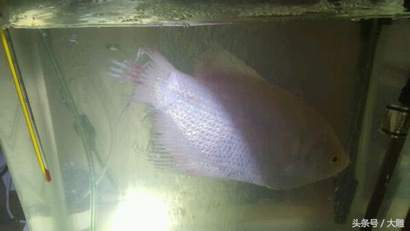 养的招财鱼死了怎么处理,招财鱼怎么避免烂身