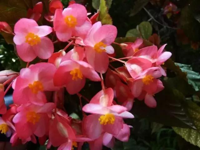 四季秋海棠什么时候剪枝,秋海棠为什么叶子皱