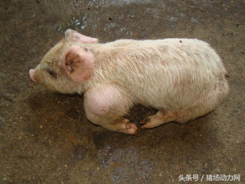 猪链球菌关节肿大怎么治疗,猪关节肿大怎么快速消除