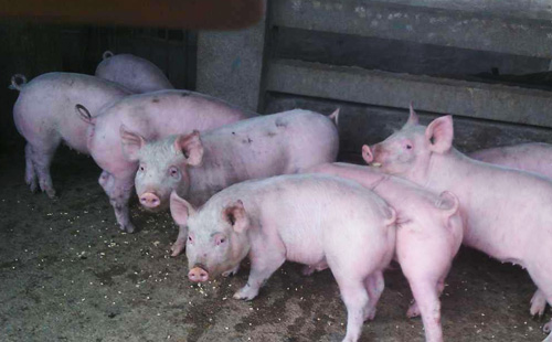 治猪病小妙招大全,巧用水治疗猪病