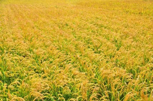 普田农科院科技园区精品展示陆地最强产量为王、普田莲育1496