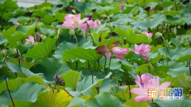 京城最大郊野公园，不仅免费，还藏了好多不为人知的秘密！