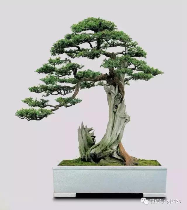 50种盆景树图片大全,50种盆景植物图片大全