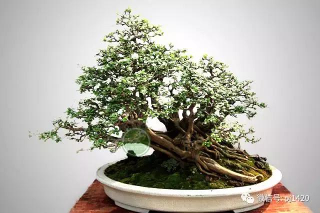 50种盆景树图片大全,50种盆景植物图片大全