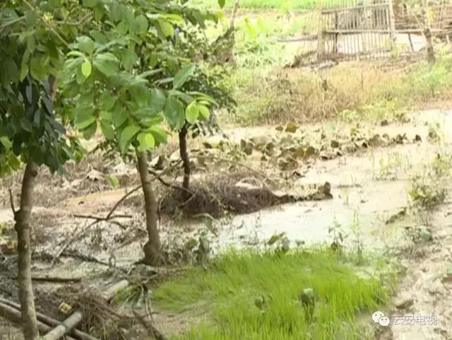 帕卡台风现在情况,帕卡台风最新情况