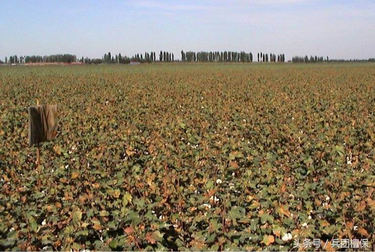 棉花枯黄萎病的药物有哪些,棉花枯黄萎病抗病性鉴定
