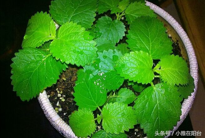 什么品种的猫薄荷最好,猫咪薄荷哪种最好用