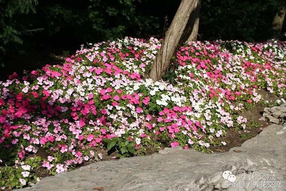 花卉最长寿命排名,五种养不死的花卉