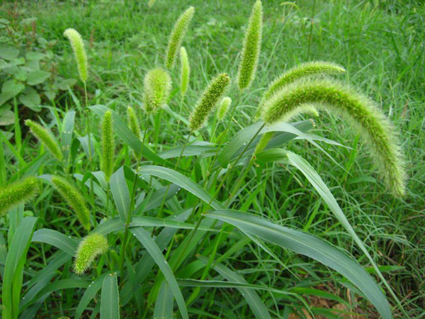 农村常见的野草及功效,你知道的农村最常见的野草