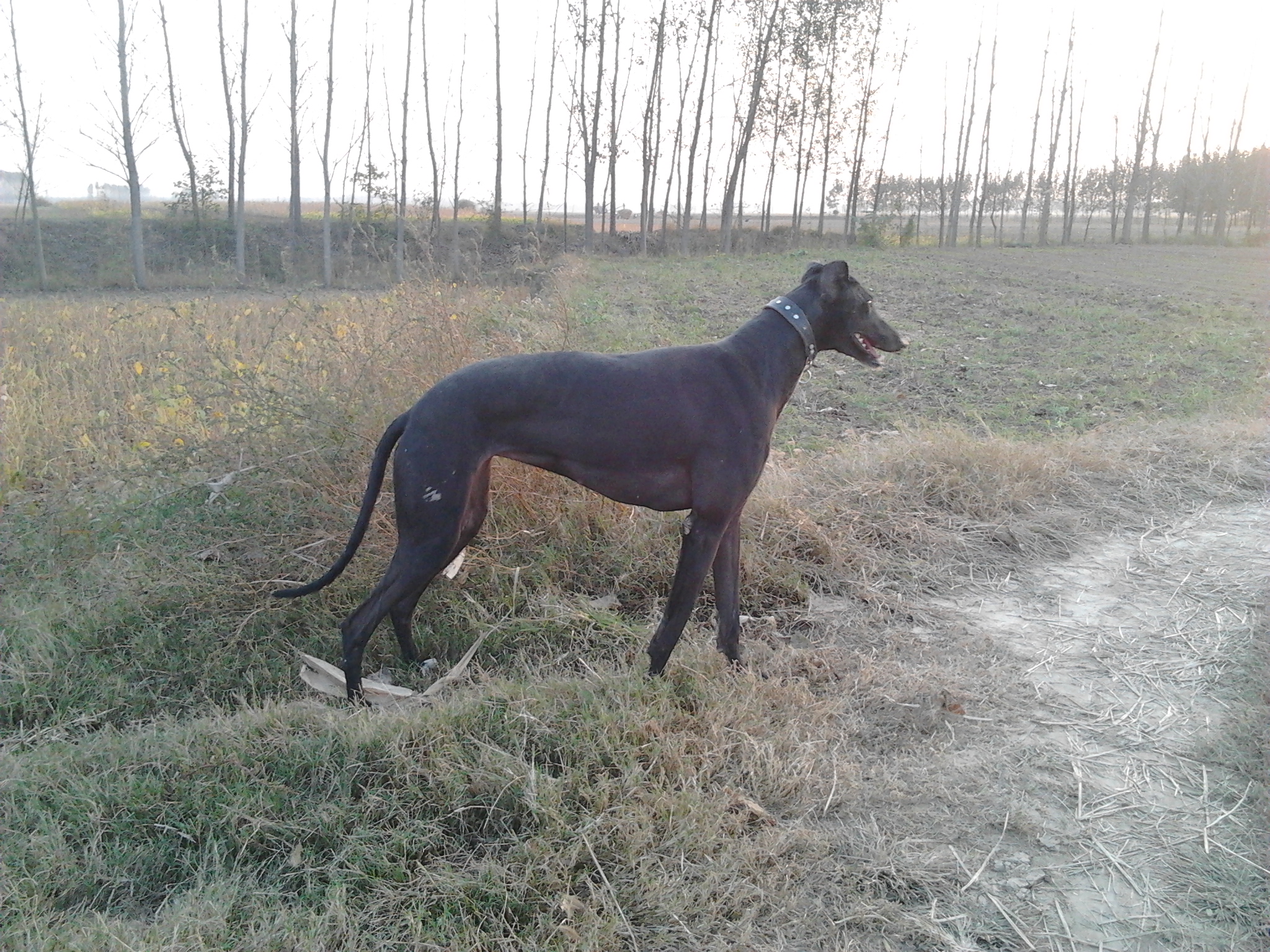 国内格力犬血统,格力犬血统图