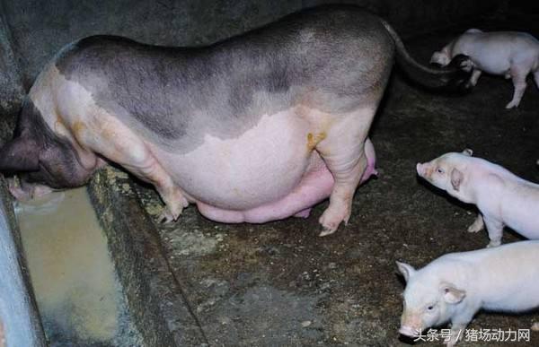 母猪流粘液一个星期怎么回事,母猪拉白色粘液是什么原因