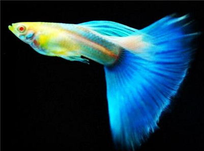 孔雀鱼下崽时难产怎么办,孔雀鱼待产的正确方法