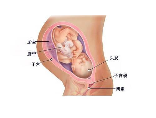 图解:孕三十一周至四十周,孕妈妈准备等待‘天使宝宝’的到来