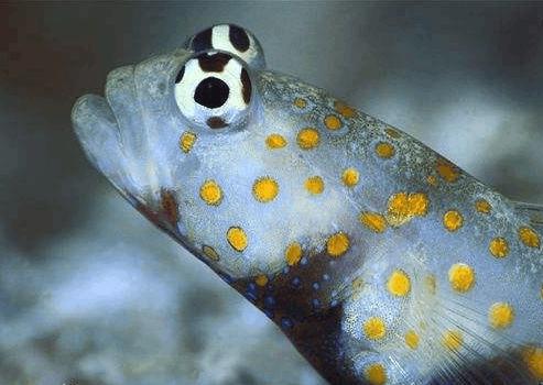 虾虎鱼吃什么鱼,所有枪虾都会和虾虎鱼共生吗