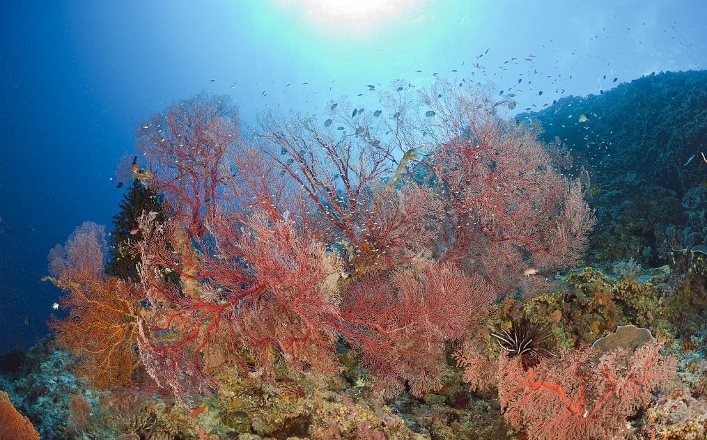 帕劳旅游最美风景攻略,帕劳旅游攻略自由行