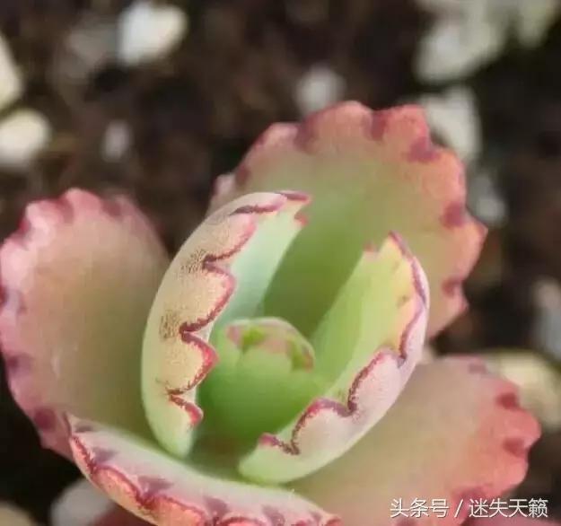 多肉，你小时候的样子太萌了，可千万别长大，长残