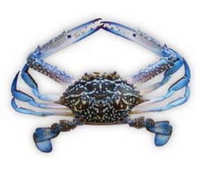 又到了吃螃蟹的季节怎样挑选螃蟹,如何正确挑选食用螃蟹你都知道吗