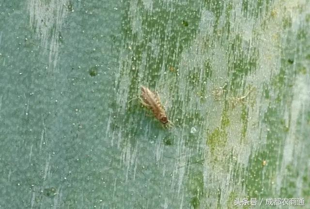 葱软腐病防治用什么药,葱得了霜霉病怎么治