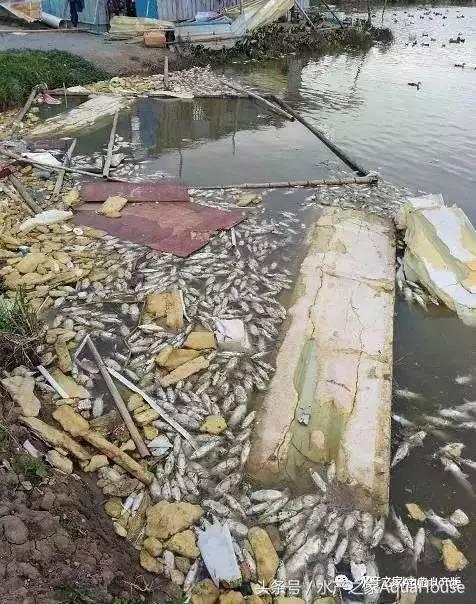 全国水产市场每日最新报价,水产每日报价