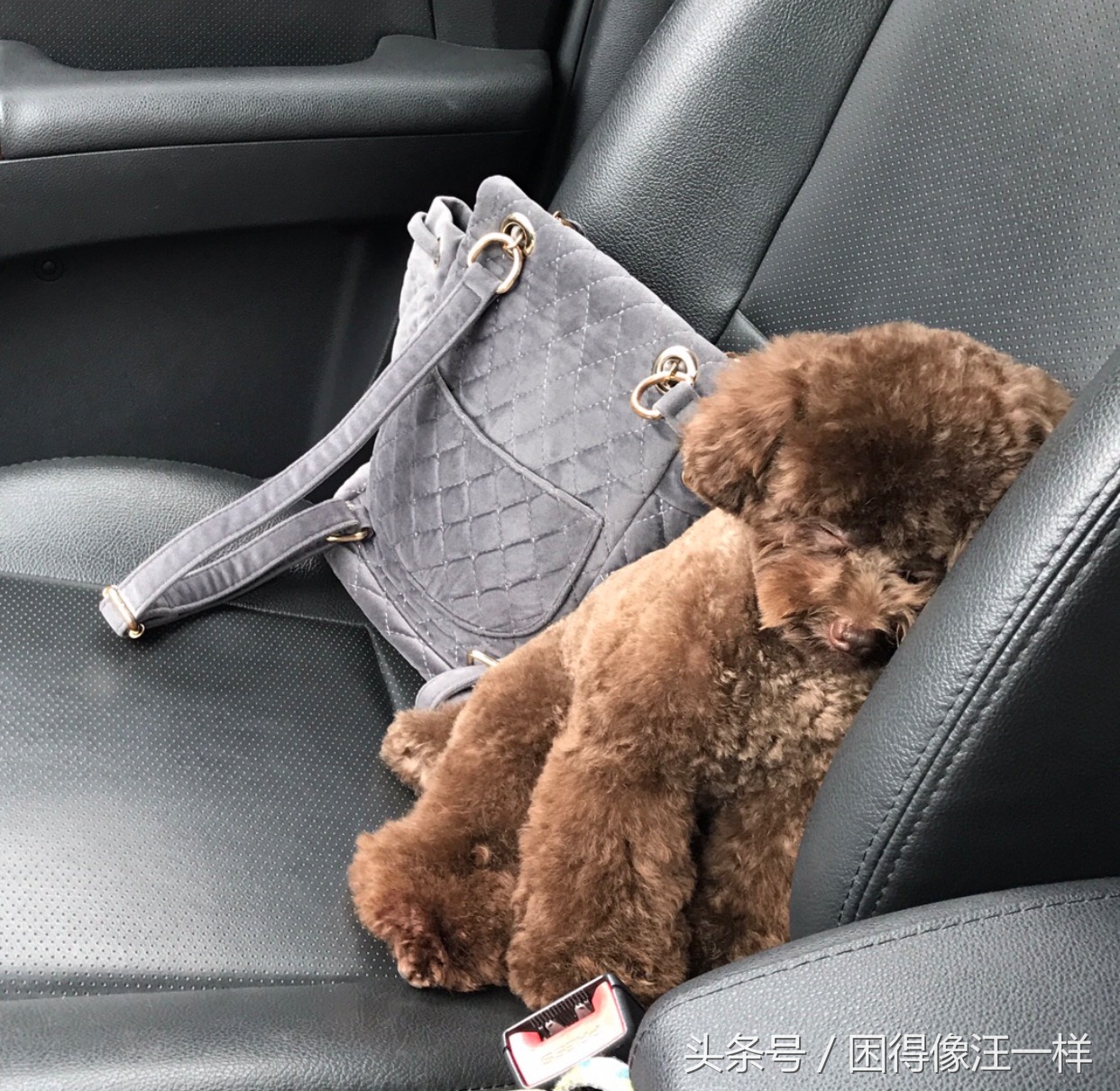 狗狗吃人的药有副作用吗,狗狗吃人用药需减药量吗