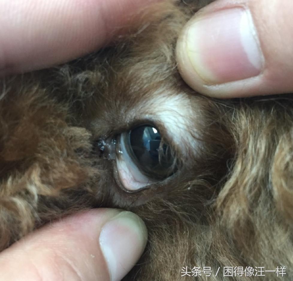 狗狗吃人的药有副作用吗,狗狗吃人用药需减药量吗