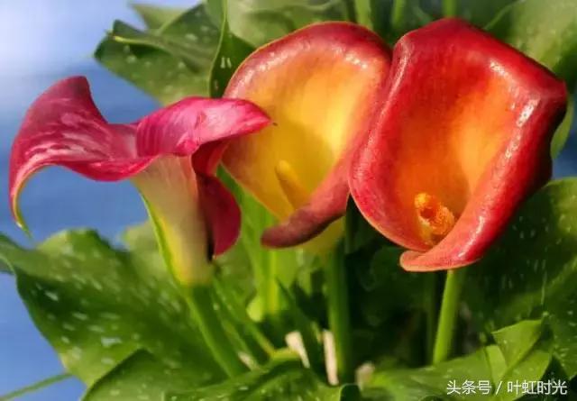 彩色马蹄莲的养殖方法图解图片,彩色马蹄莲冰雪女王养护方法