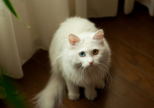 猫咪头顶掉毛但是无结痂是猫癣吗,猫咪身上一块一块的掉毛是啥原因