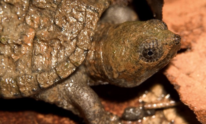 家里养鳄龟的养殖方法及注意事项,如何养好鳄龟让鳄龟更凶狠