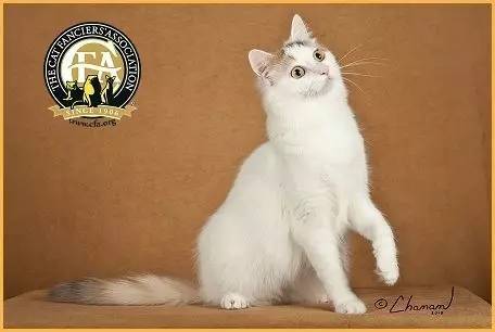 土耳其梵猫寿命,每日一猫