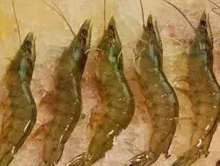 羊口开海！倒计时一天！第一网吃起来！看完哈喇子流一地