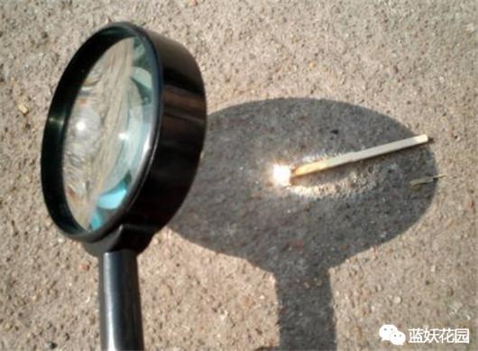 花晒伤了怎么补救,太阳花晒伤是什么样