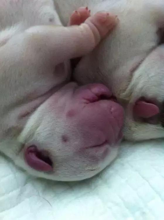 英牛下崽困难,英牛生过小狗怎么处理