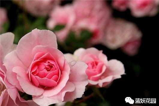 花晒伤了怎么补救,太阳花晒伤是什么样