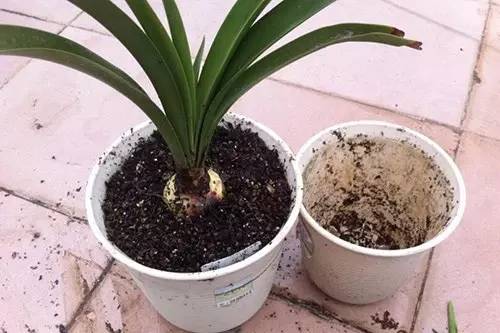 9月不翻盆来年开花少