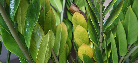 金钱树的养护及管理,金钱树的治病方法