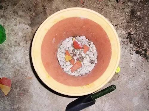 9月不翻盆来年开花少