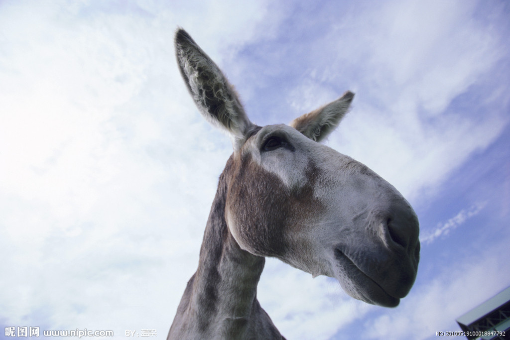 农民饲养各种动物,中国农民养六畜视频