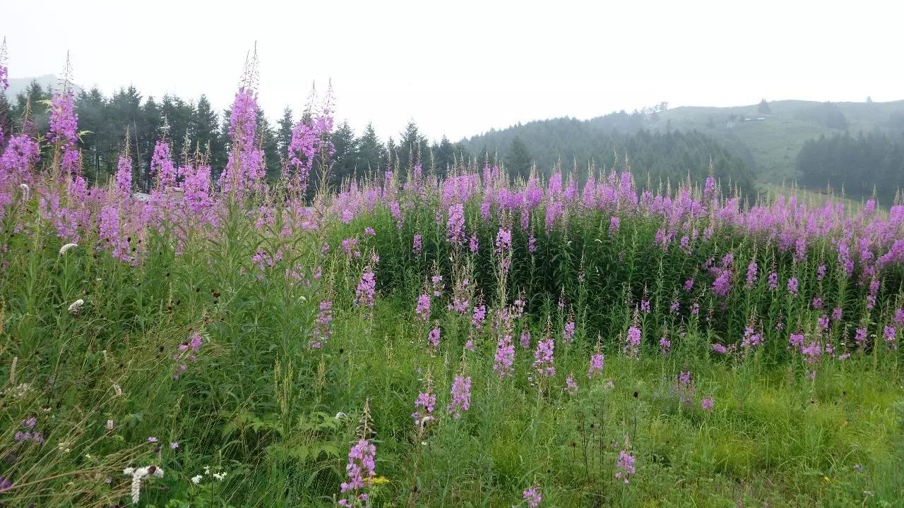 驼梁在石家庄什么地方,石家庄驼梁在石家庄的什么位置