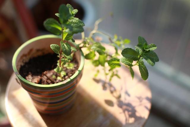 现在能种薄荷吗,现在种薄荷是真的吗