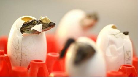 看起来差不多价格相差甚远,各类鳄鱼皮的价位