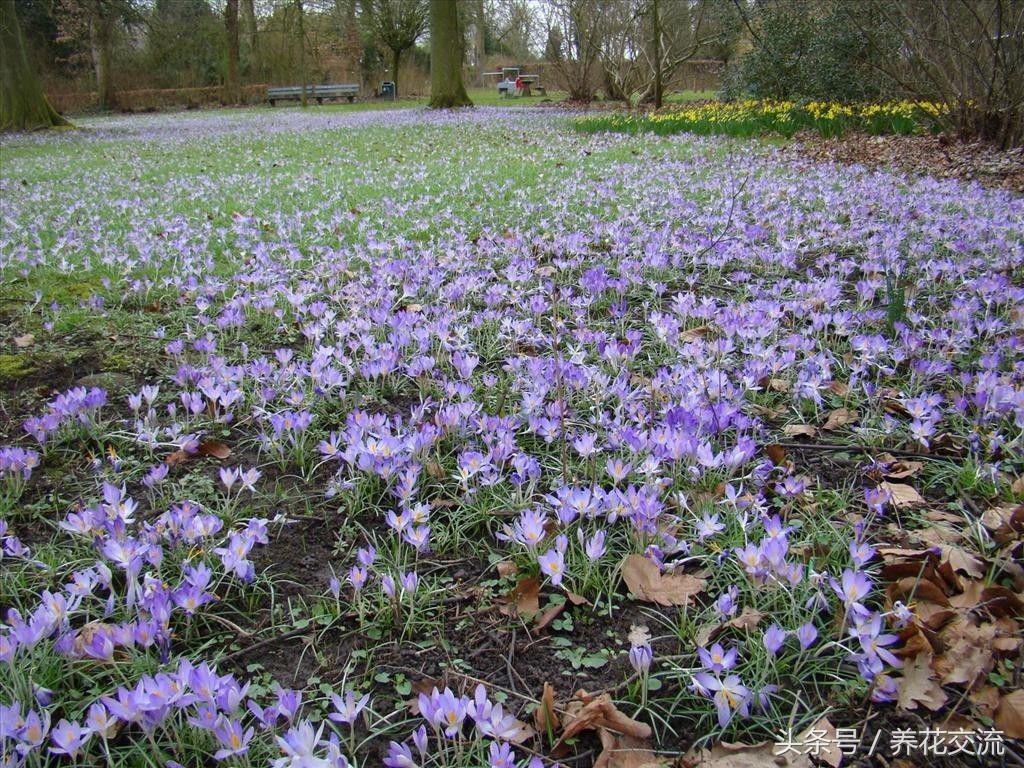 藏红花植物,开的花像藏红花的植物