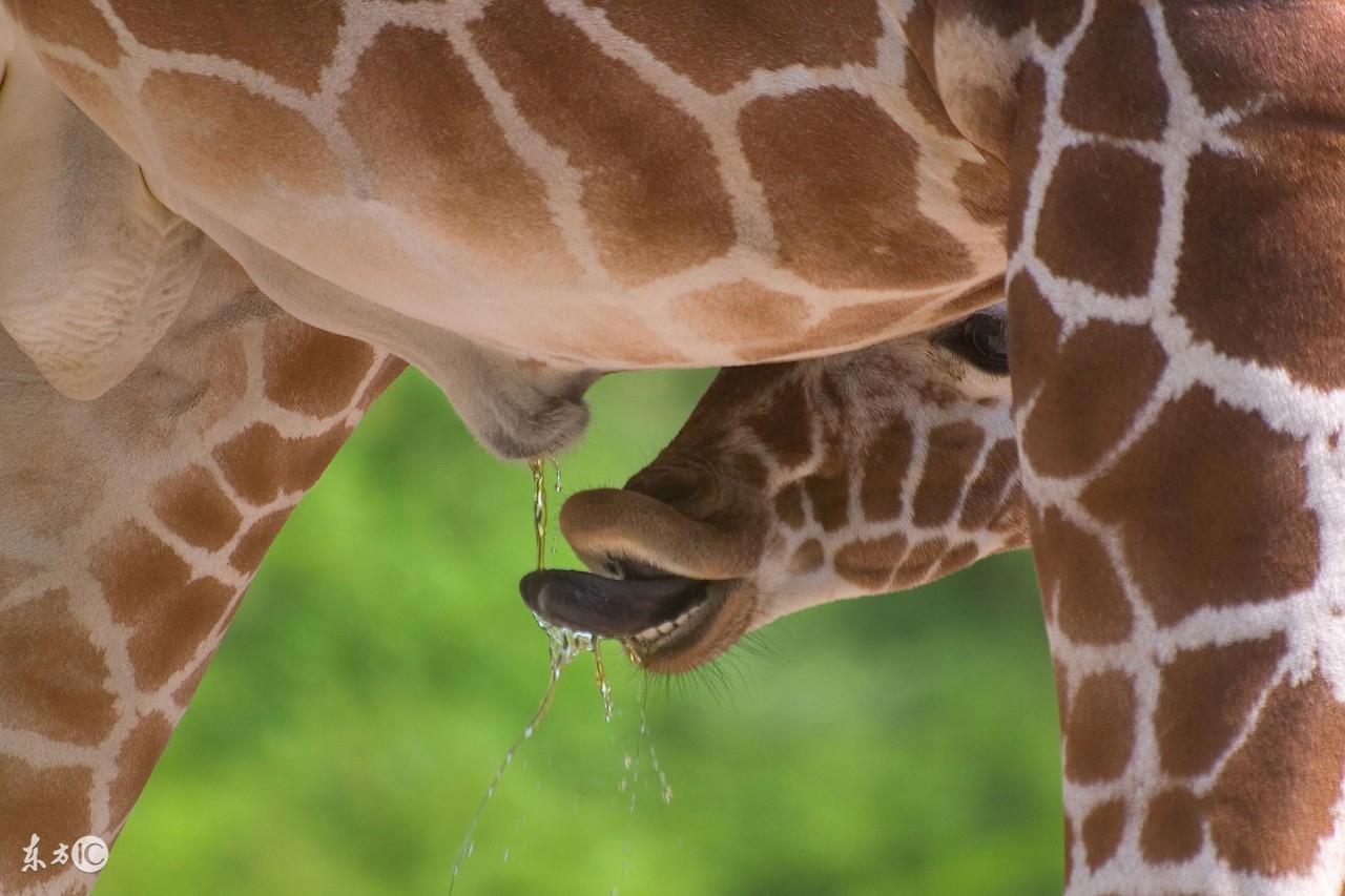 每日小科普有趣的冷知识分享,超有趣的冷知识你绝对不知道
