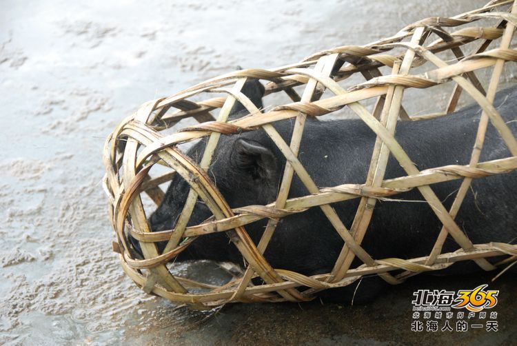 陈荣华北海,北海人的一天